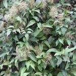 Clematis haenkeana Habit