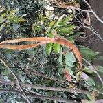 Handroanthus chrysotrichus Fruit