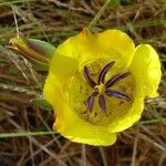 Calochortus clavatus Flor