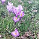 Crocus heuffelianus Çiçek