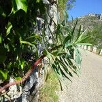 Euphorbia characias Blad