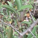 Ximenia caffra Leaf