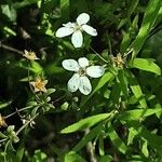 Spiraea thunbergii Flower