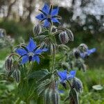 Borago officinalisЦвят