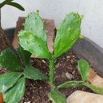 Brasiliopuntia brasiliensis叶