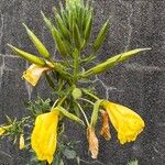 Oenothera × fallaxKukka