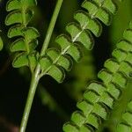 Lindsaea stricta Fruit