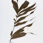 Bactris gastoniana Hoja