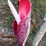 Philodendron fragrantissimum Hábito
