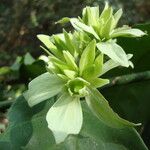 Cuviera longiflora Flor
