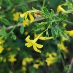 Jasminum fruticans Květ