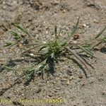 Bupleurum semicompositum Habitus