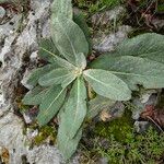 Verbascum phlomoidesFolha