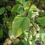 Stellaria aquatica Folha