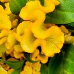 Celosia argentea Maua