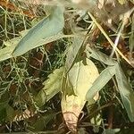 Clematis orientalis Leaf