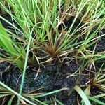 Fimbristylis autumnalis Habitat