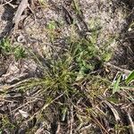 Fimbristylis autumnalis Habit