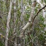 Dendrobium fractiflexum Habitat