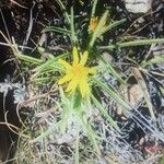 Jasonia tuberosa Fleur