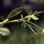 Anthyllis circinnata Leaf