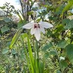 Gladiolus murielae Květ