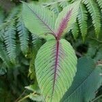 Persicaria campanulata Leaf