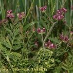 Turgenia latifolia Habitus