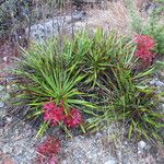 Yucca rupicola Habit