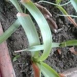 Albuca bracteata List