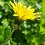 Taraxacum cucullatiforme 花