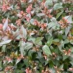 Abelia x grandiflora Лист