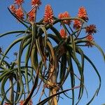 Aloe barberae Flor