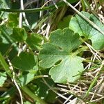 Ranunculus auricomus Leaf