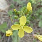 Brassica fruticulosa Blomma