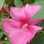 Hibiscus grandiflorus Цвят