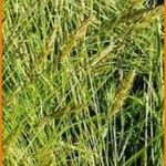 Hordeum secalinum Leht