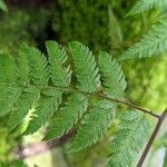 Lastreopsis effusa Leaf