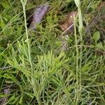 Lycopodium × zeilleri Elinympäristö