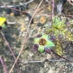 Potentilla reptans Ffrwyth