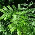 Gleditsia triacanthosFolla