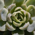 Echeveria derenbergii Foglia