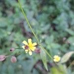 Hieracium laevigatum Frunză