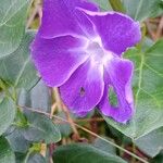 Vinca major Flower