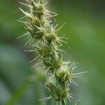 Cenchrus spinifex Fruit