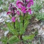 Pedicularis rostratospicata 葉