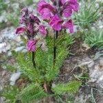 Pedicularis rostratospicata 叶