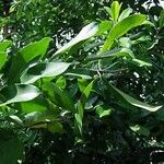Canella winterana Leaf