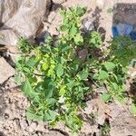 Acalypha indica Leaf