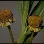 Helenium puberulum 花